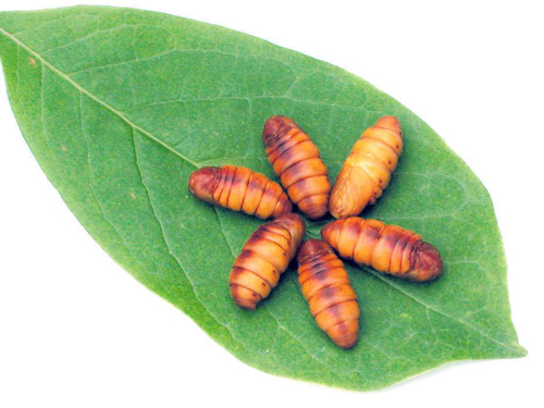 男生吃什么才是最补的,男人吃什么才是大补