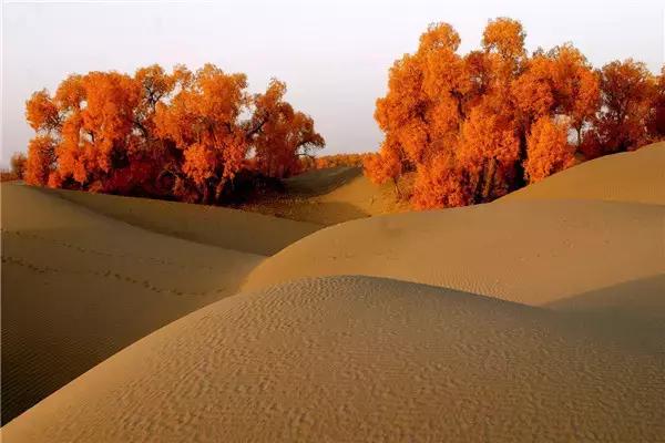 三千年的情缘,三千年的企盼只为这一季的金秋(附攻略)