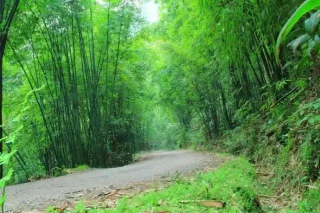 四川长宁竹海与赤水竹海,竹海风景区沐川