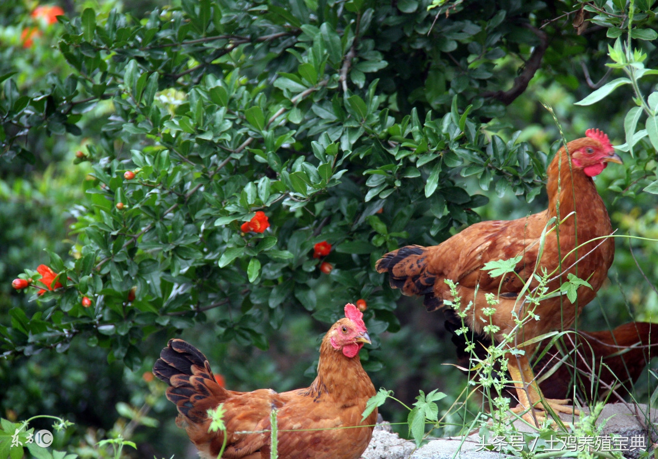 土鸡拉白痢或黄痢用什么药,散养土鸡拉黄痢怎么治