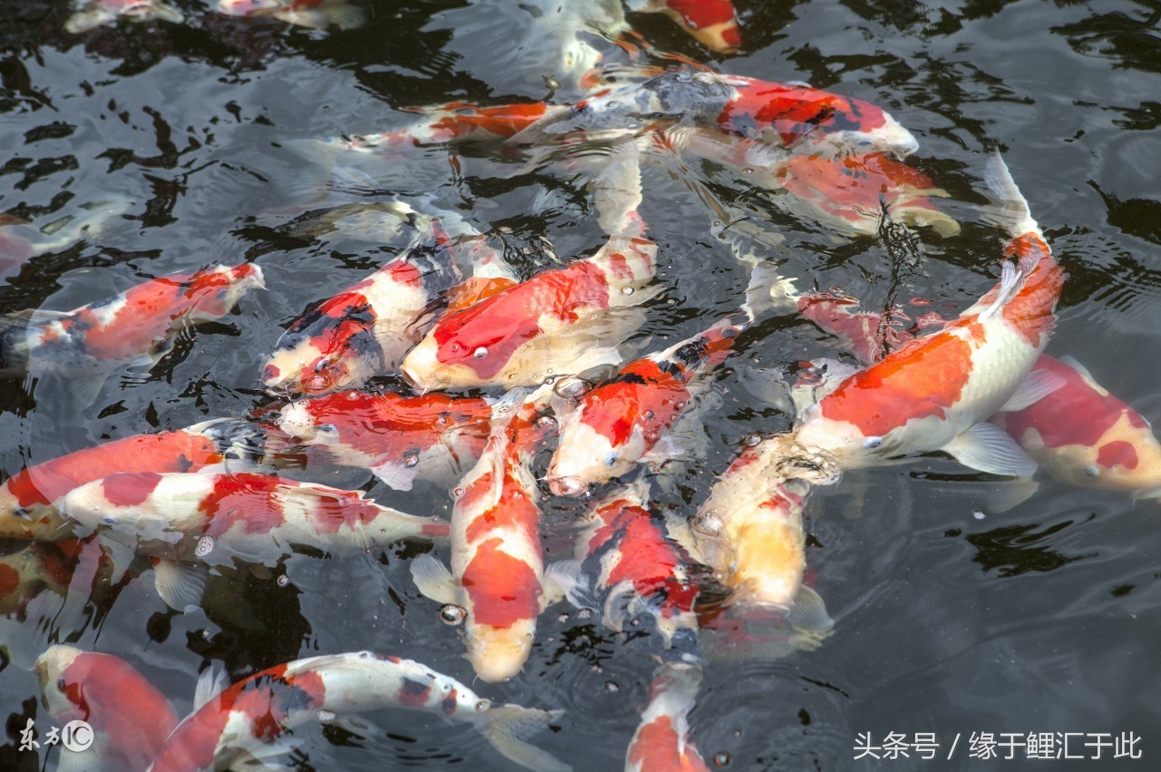 鱼池水浑怎么办,鱼池有鱼腥味