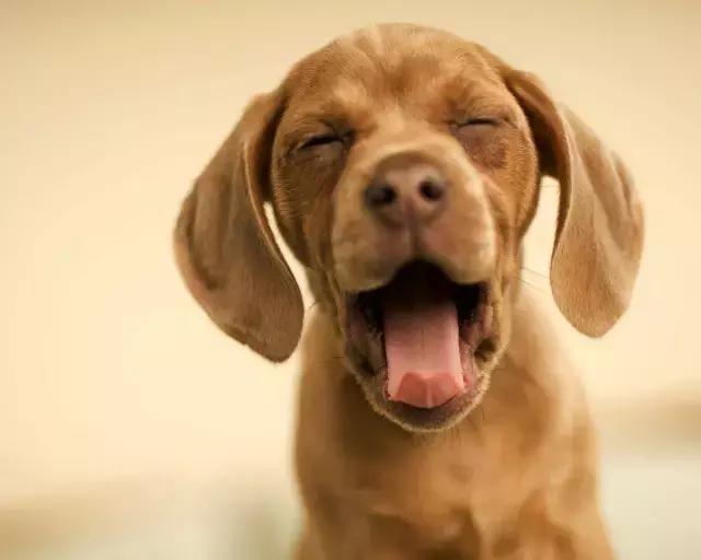 给狗狗做绝育的好处以及需要注意的事项