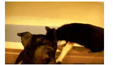 主人给狗子吃辣椒,主人给狗狗吃泡面