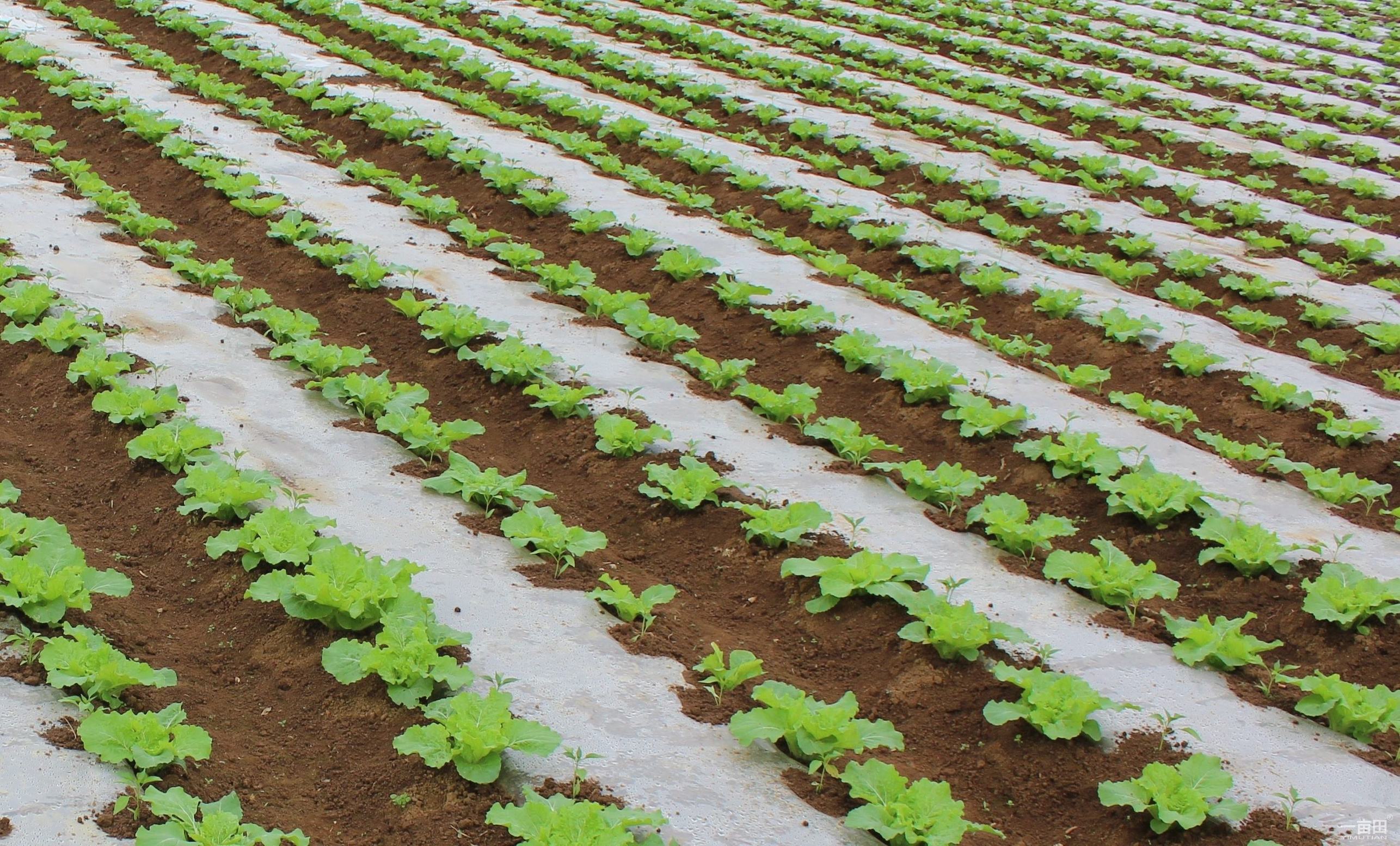 种的菜苗刚出就给虫吃了咋办呢,刚种的菜苗打虫最有效的方法