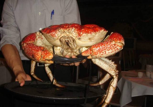 澳大利亚鲍鱼新西兰鲍鱼,澳大利亚顶级鲍鱼