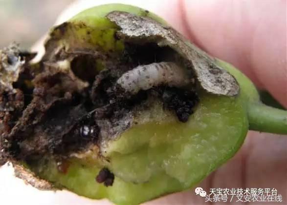 十大杀卵杀虫剂,内吸性杀虫剂十大排行