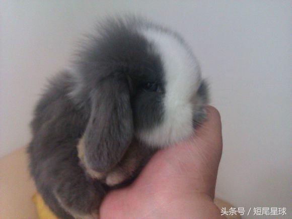 兔兔球虫症状多久会死,兔兔球虫病会自愈吗