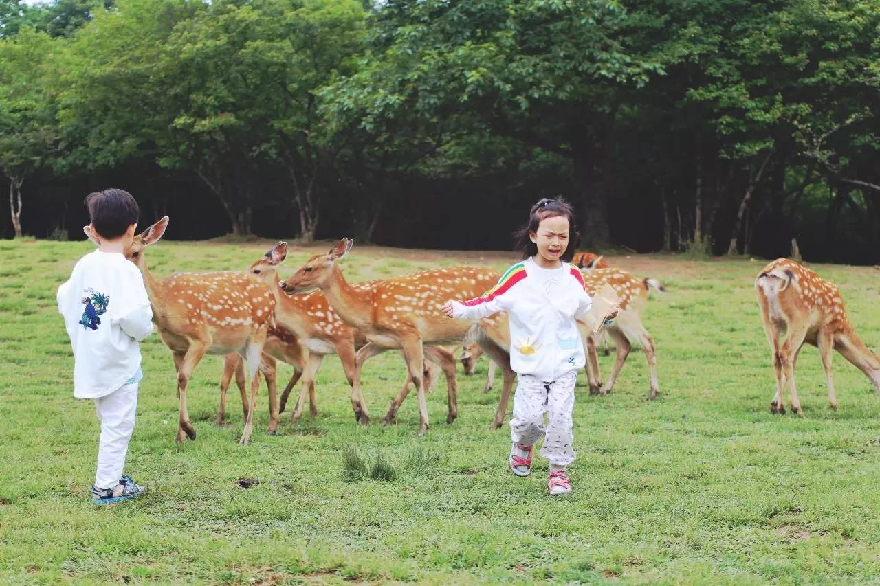 北纬30°神秘之境,在高山草甸、追逐鹿群,这里美的像天堂!