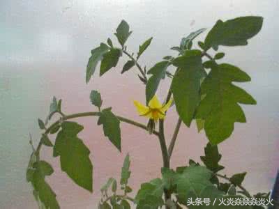 西红柿不开花还想高产?别做梦了,还是想想怎么让开花吧