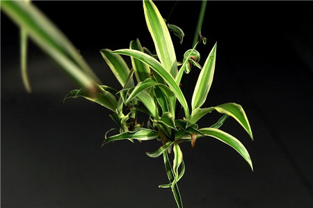 吊兰水培怎么才能长得好,吊兰怎么水培长得快