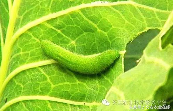 十大杀卵杀虫剂,内吸性杀虫剂十大排行