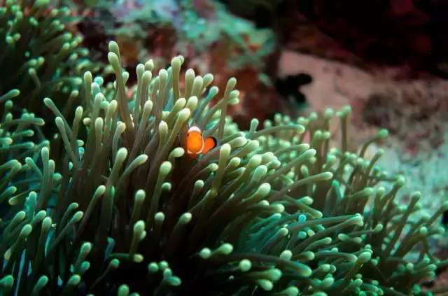 暑假菲律宾夏令营,菲律宾pg岛住宿攻略