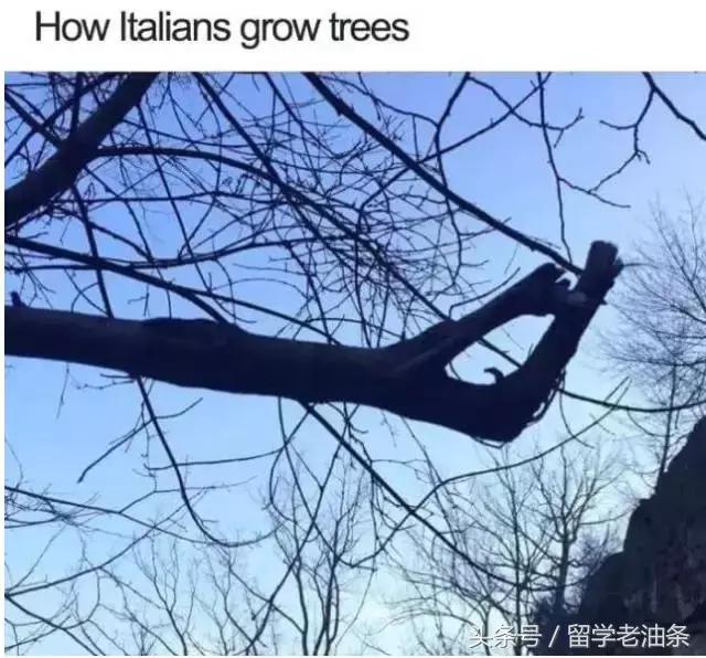 职高去意大利留学要学意大利语吗,去意大利留学只学语言