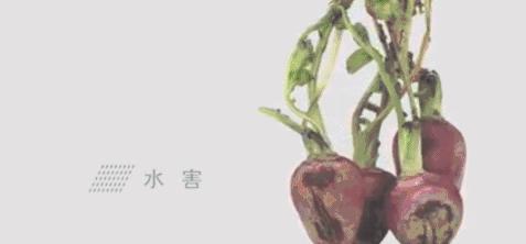 日本民众抢疯蔬菜,日本人抢购中国食物