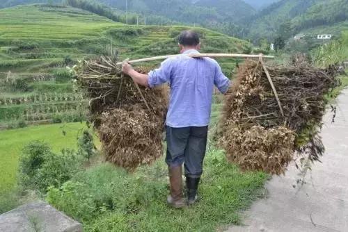 地里刚拔的花生,地里拔出来的新鲜花生吃了好吗