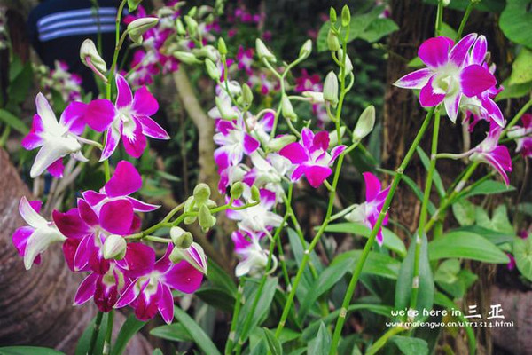 三亚五天四晚旅行团爱上海岛,三亚3天两晚够不够