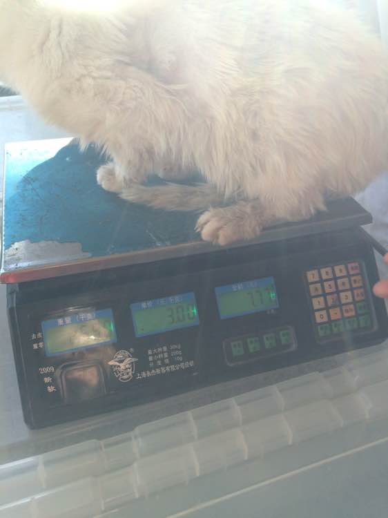 垃圾桶旁边的小猫，我走进了冲着我叫却叫不出声音，只能嘴巴动！