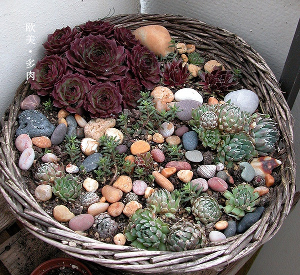 多肉张狂起来,狂野型多肉