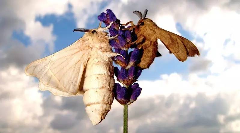 春蚕到死丝方尽整句诗,春蚕到死丝方尽图片