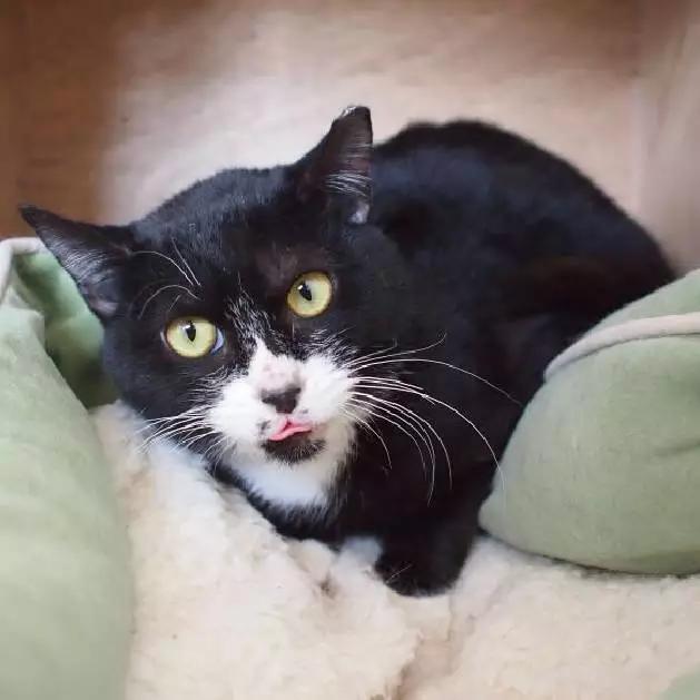 「3月上海领养」给流浪的它们一个温暖的家！