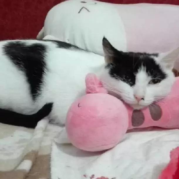 上海嘉定哪里有免费领养狗,瑶海区附近最近的宠物领养