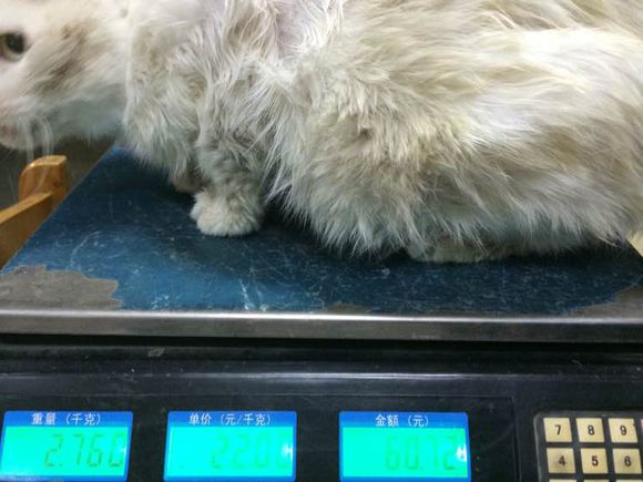 垃圾桶旁边的小猫，我走进了冲着我叫却叫不出声音，只能嘴巴动！