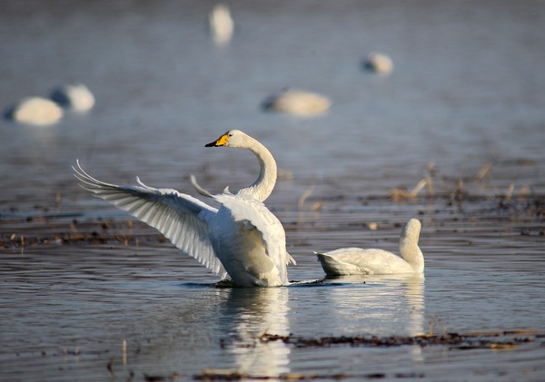 白石水库看天鹅最佳位置导航,白石水库看天鹅2020