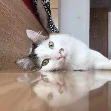 「3月上海领养」给流浪的它们一个温暖的家！