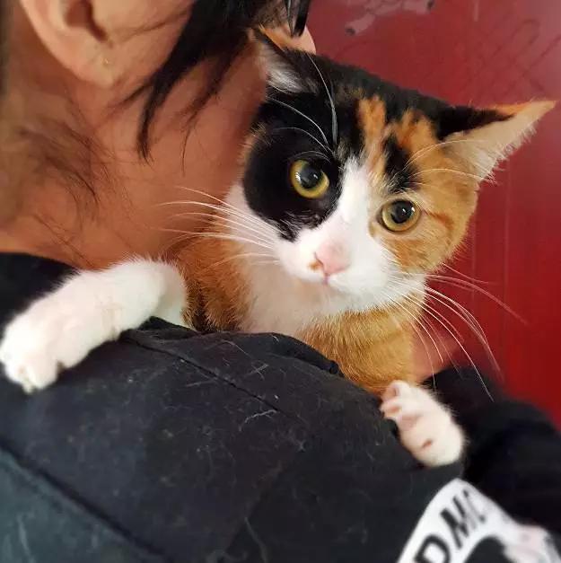 「3月上海领养」给流浪的它们一个温暖的家！