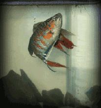 逆天了！武汉这家公司直播逛街也赚钱，两年身价达百亿