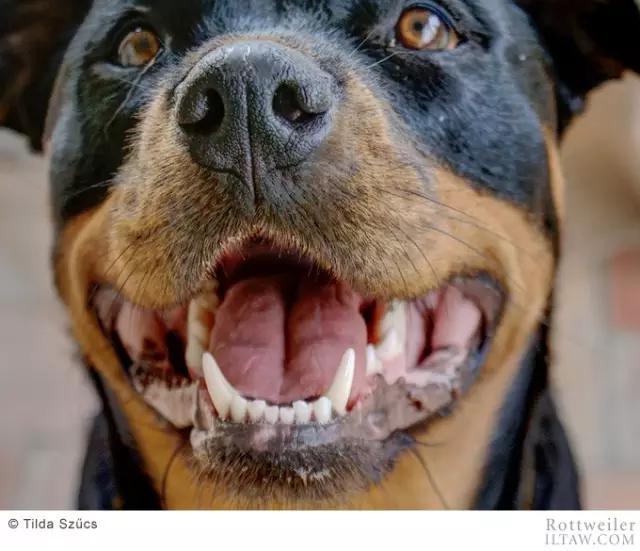 德国犬种罗威纳犬图片,动物世界家禽篇