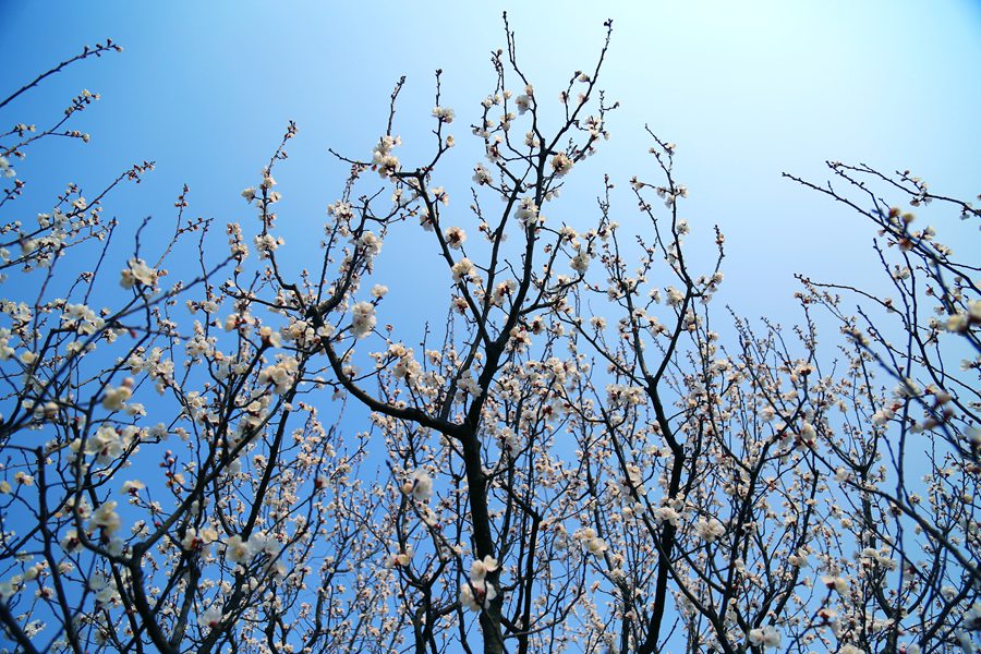 聚焦陕西蓝田泄湖镇,蓝田县洩湖镇发展规划