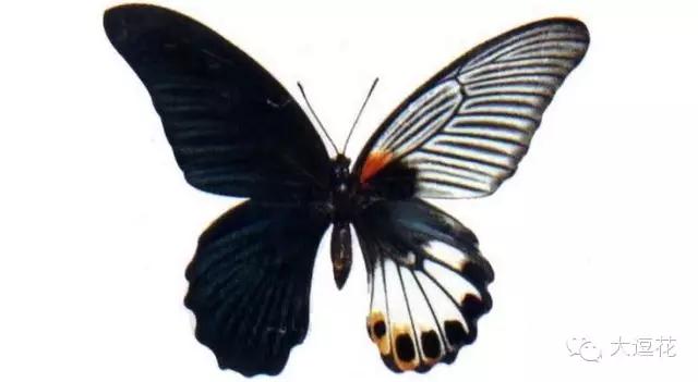 世界上最美的八大蝴蝶之一蓝闪蝶,世界上最美的蝴蝶前十名