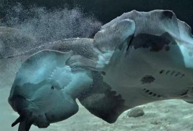 原生魟鱼,魟鱼原生