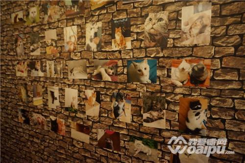 合肥潮店：喵星CatStar匆忙赶路不如蹲下撸猫
