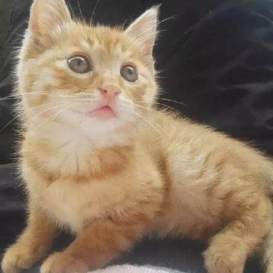 「3月上海领养」给流浪的它们一个温暖的家！