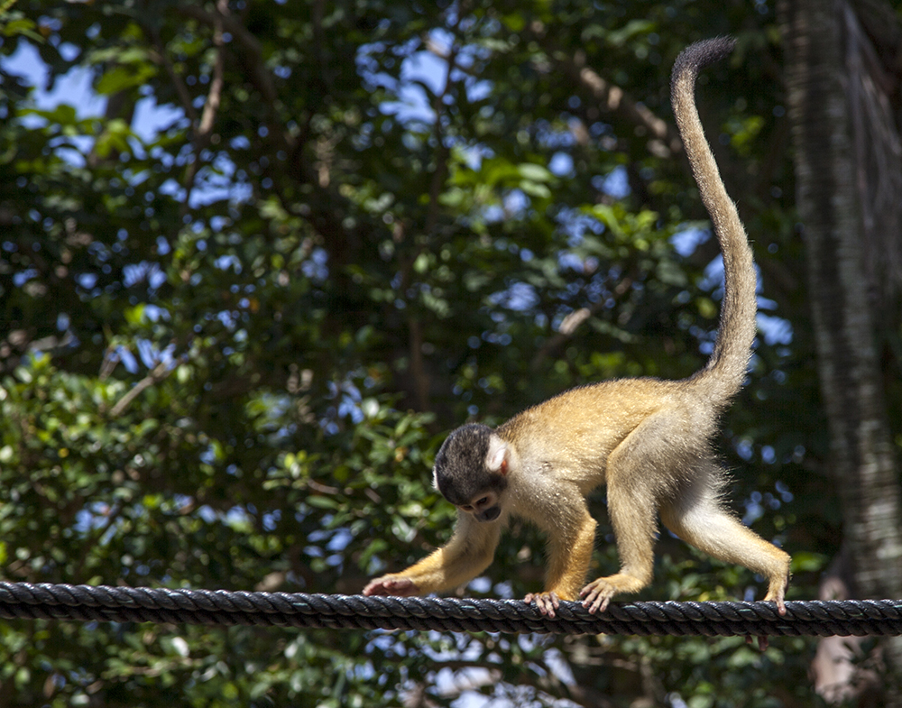 日本除了爱泡澡的温泉猴，还有这群爱翻女生包包的“扒手猴”