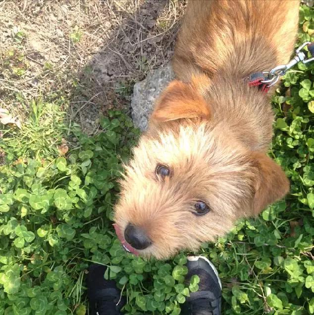 上海嘉定哪里有免费领养狗,瑶海区附近最近的宠物领养