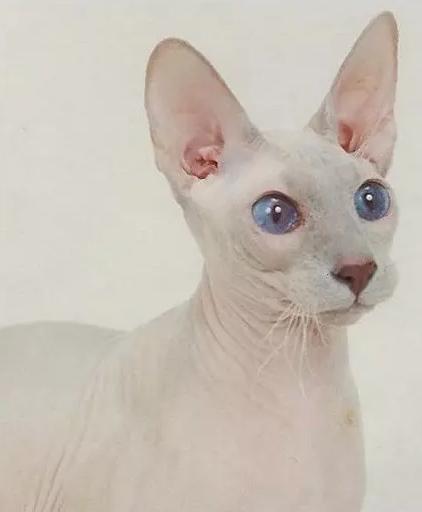 世界上最贵的猫十大排名,世界上最贵的贵族猫是多少钱