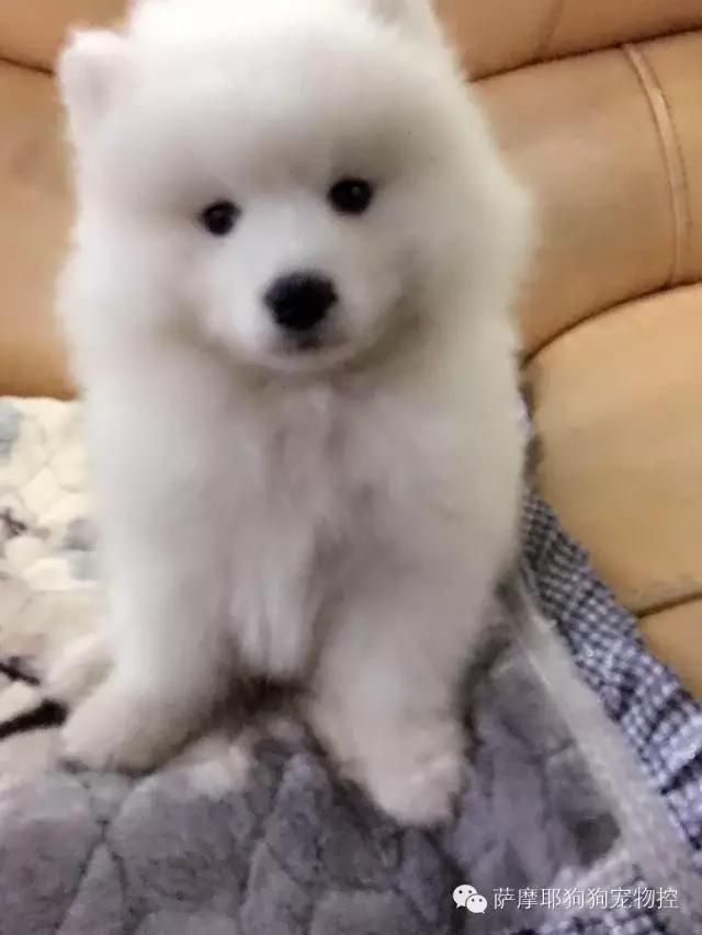 一只特立独行的萨摩,一只呆萌的哈巴狗