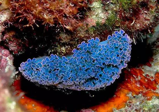 海兔教程,海兔生物图鉴