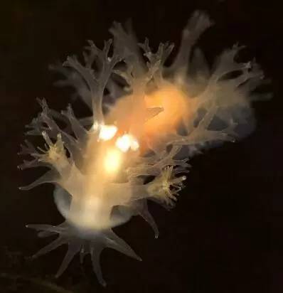 海兔教程,海兔生物图鉴