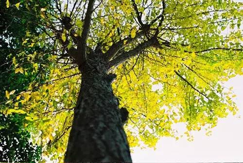 植树节认养一棵树,认养一棵树绿色伴成长