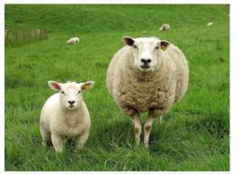 疯狂动物园20种隐藏动物图片,疯狂动物城里女明星原型