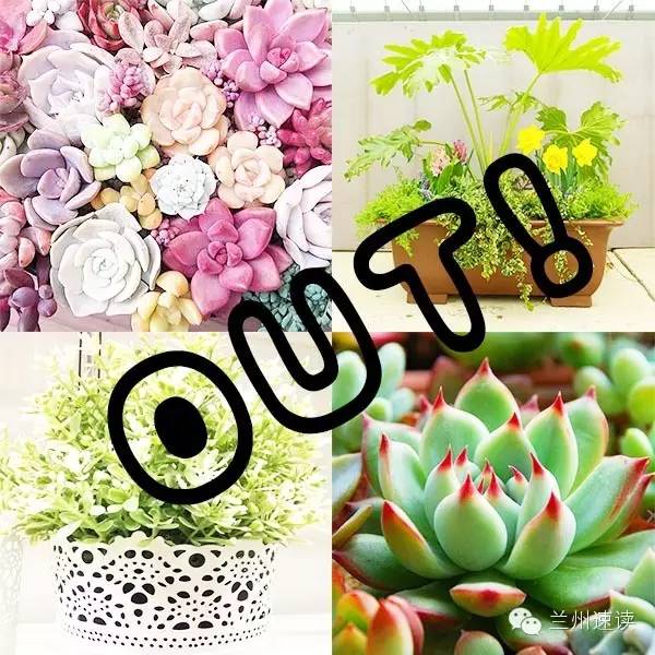 听说你还在家养花花草草实在太OUT了！