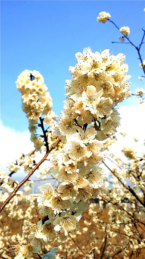 春暖花开：猴年春灿烂，樱桃花争艳，君若假日闲，关河金坪岸！