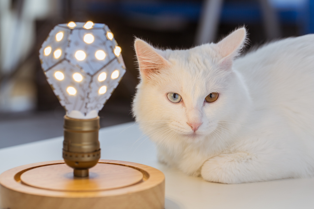 别报警说虐汪了，这些产品可以陪你度过情人节的夜晚