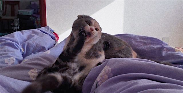 家里养了两只猫是什么体验,养两只猫一公一母好还是两公好