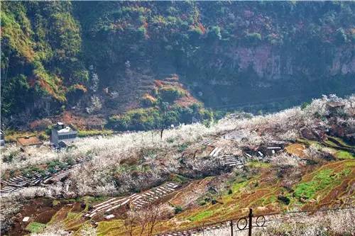 春暖花开：猴年春灿烂，樱桃花争艳，君若假日闲，关河金坪岸！