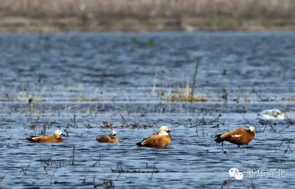 这条飘扬在河北大地的锦绣玉带,真是美爆了